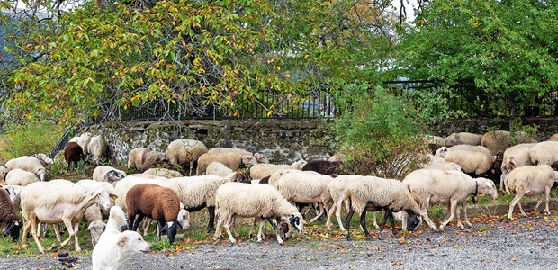 10,3 εκατ. ευρώ σε κτηνοτρόφους για απώλεια εισοδήματος